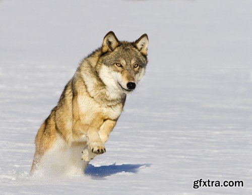 Stock Photos - Wolf, 24xJPG Stock Photos - Wolf, 24xJPG