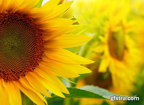 Sunflowers backgrounds, 25xJPG