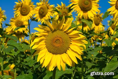 Sunflowers backgrounds, 25xJPG