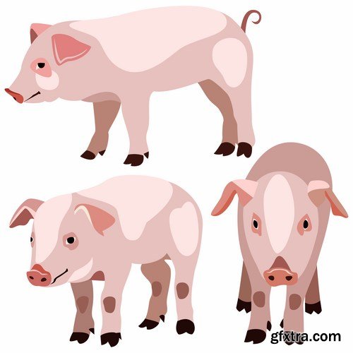 Pig vector,25x EPS Pig vector,25x EPS