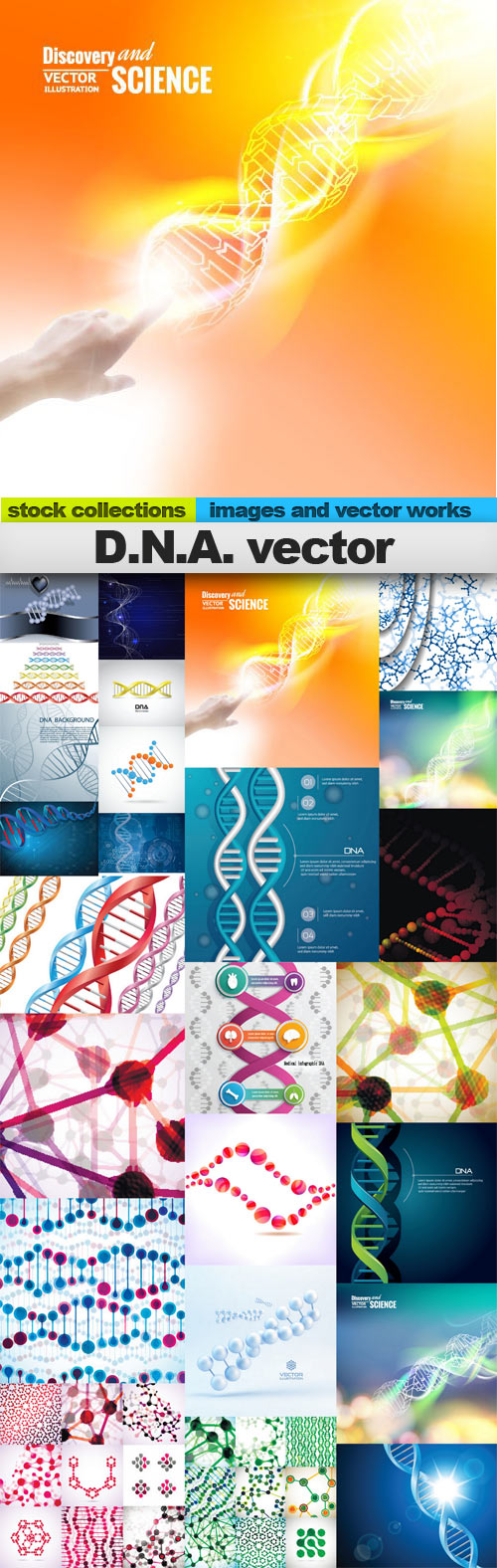 D.N.A. vector,25 x EPS D.N.A. vector,25 x EPS