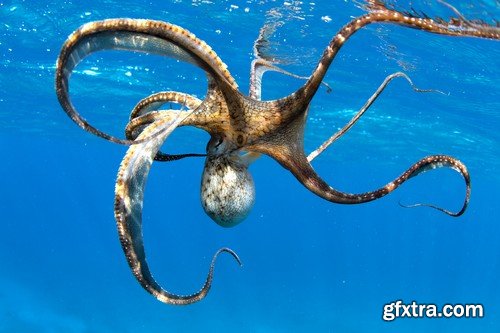 Stock Photos - Octopus, 25xJPG