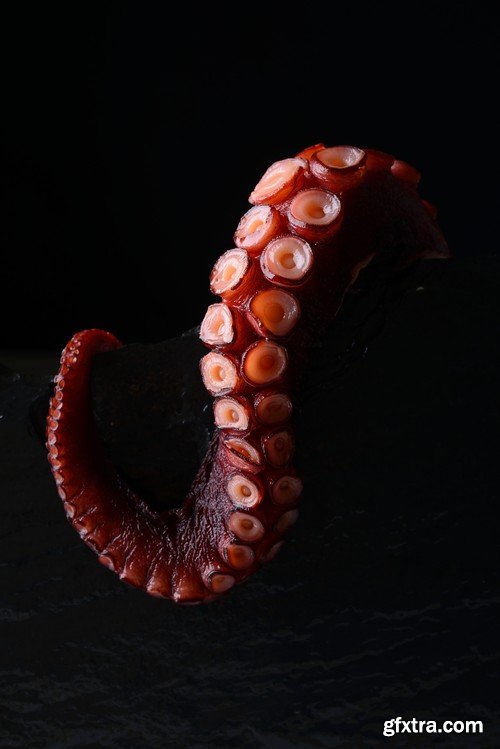 Stock Photos - Octopus, 25xJPG