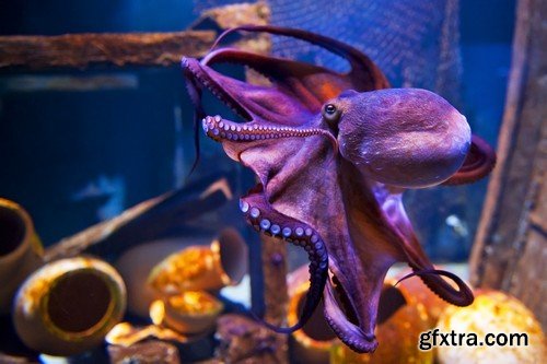 Stock Photos - Octopus, 25xJPG