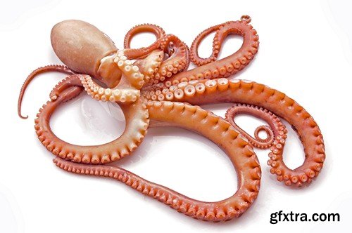 Stock Photos - Octopus, 25xJPG