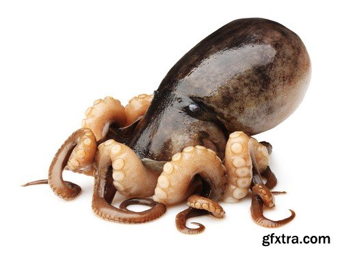 Stock Photos - Octopus, 25xJPG