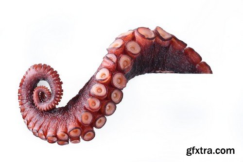 Stock Photos - Octopus, 25xJPG