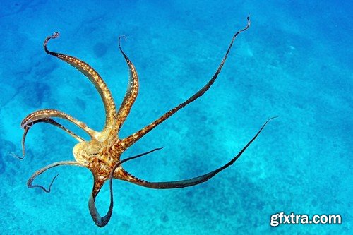 Stock Photos - Octopus, 25xJPG