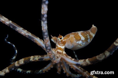 Stock Photos - Octopus, 25xJPG