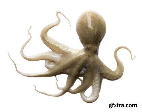 Stock Photos - Octopus, 25xJPG