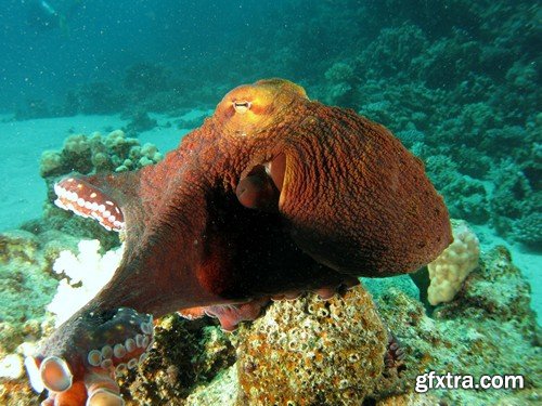 Stock Photos - Octopus, 25xJPG