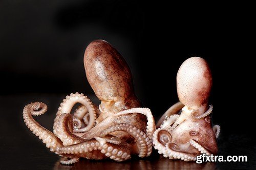 Stock Photos - Octopus, 25xJPG