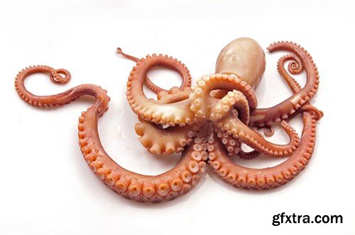Stock Photos - Octopus, 25xJPG