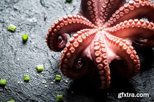 Stock Photos - Octopus, 25xJPG