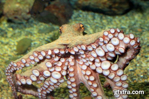 Stock Photos - Octopus, 25xJPG