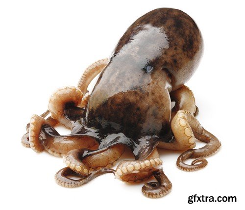 Stock Photos - Octopus, 25xJPG