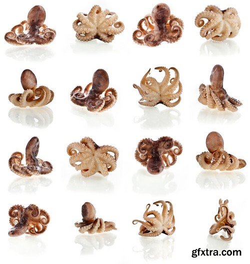 Stock Photos - Octopus, 25xJPG