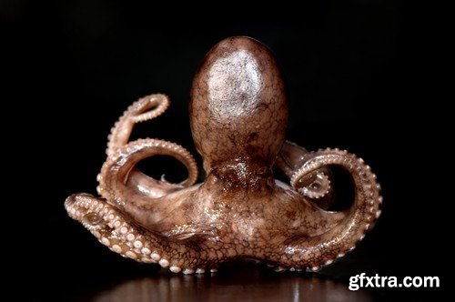 Stock Photos - Octopus, 25xJPG