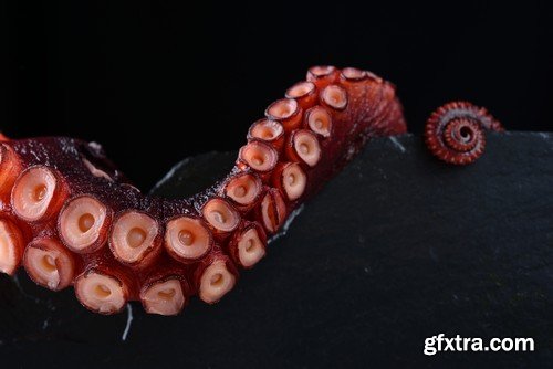 Stock Photos - Octopus, 25xJPG