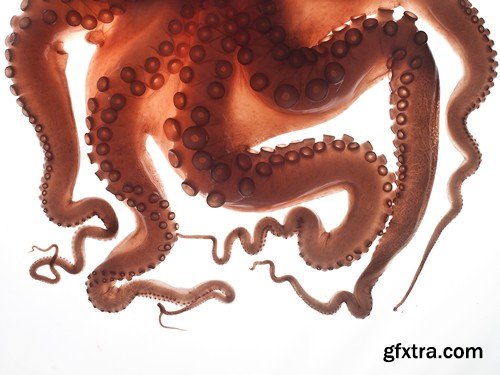 Stock Photos - Octopus, 25xJPG
