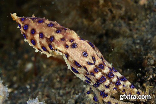 Stock Photos - Octopus, 25xJPG