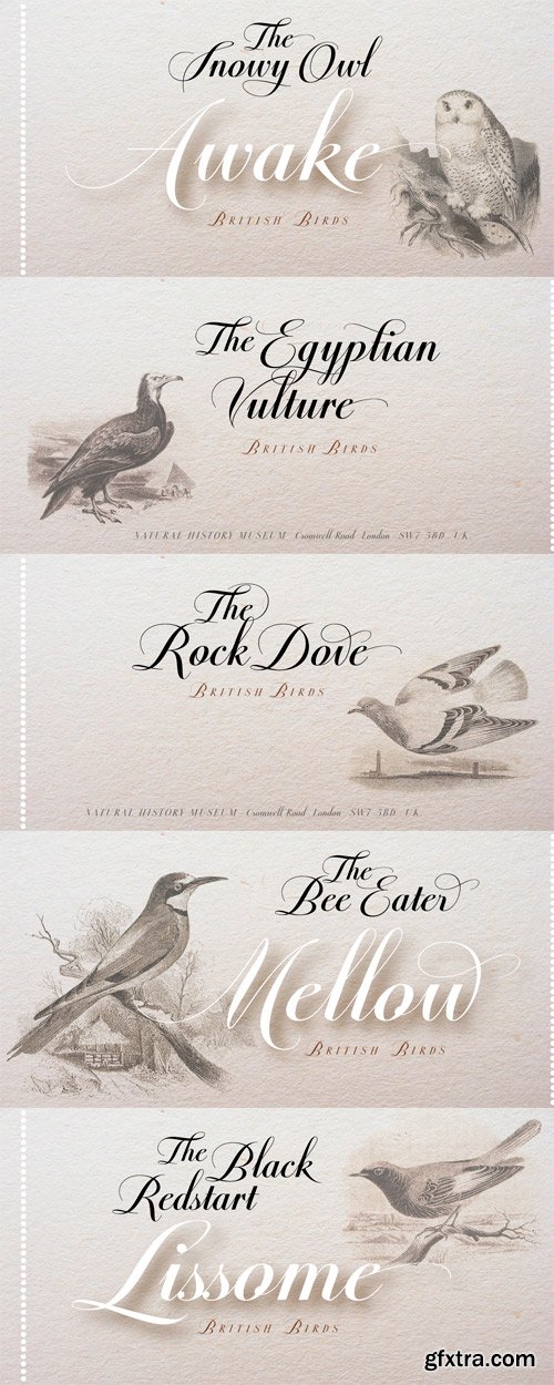 Predy Font for $55 Predy Font for $55