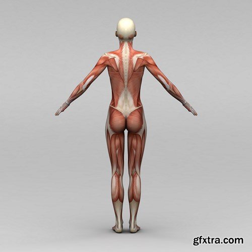 Human Anatomy, 30xUHQ JPEG