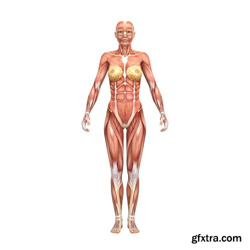 Human Anatomy, 30xUHQ JPEG