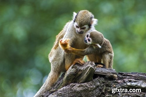 Collection of various different species of monkeys 25 UHQ Jpeg