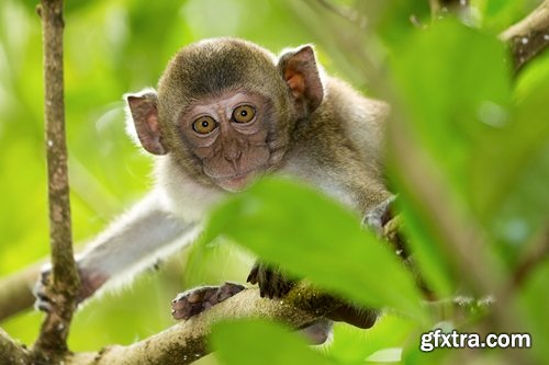 Collection of various different species of monkeys 25 UHQ Jpeg