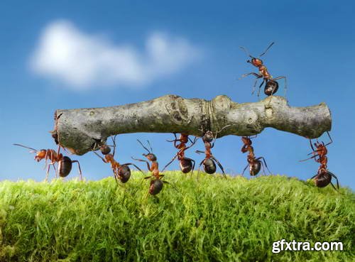 Ant Tales #1 - Conceptual Photo Art 25xJPG