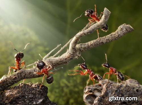 Ant Tales #1 - Conceptual Photo Art 25xJPG