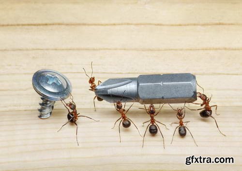 Ant Tales #1 - Conceptual Photo Art 25xJPG