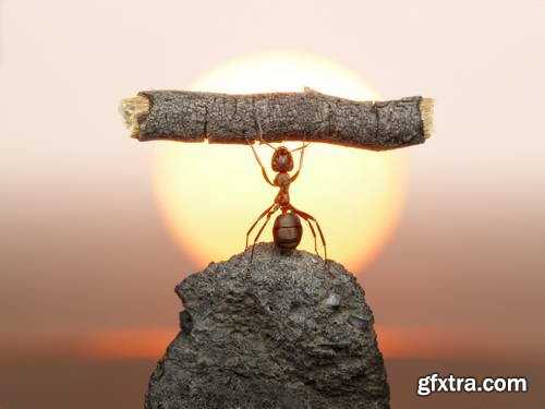 Ant Tales #1 - Conceptual Photo Art 25xJPG