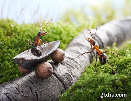 Ant Tales #1 - Conceptual Photo Art 25xJPG