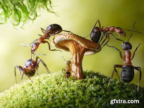 Ant Tales #1 - Conceptual Photo Art 25xJPG