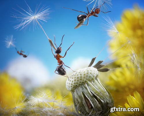 Ant Tales #1 - Conceptual Photo Art 25xJPG