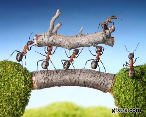 Ant Tales #1 - Conceptual Photo Art 25xJPG