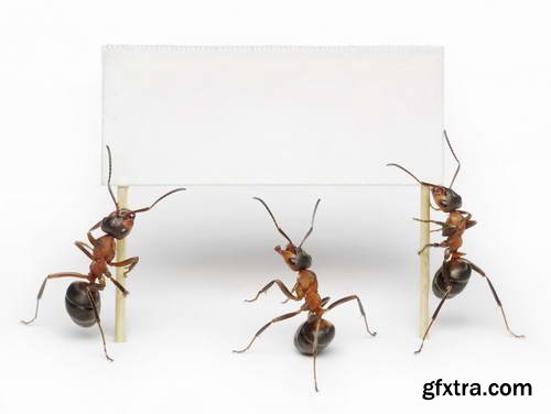 Ant Tales #1 - Conceptual Photo Art 25xJPG