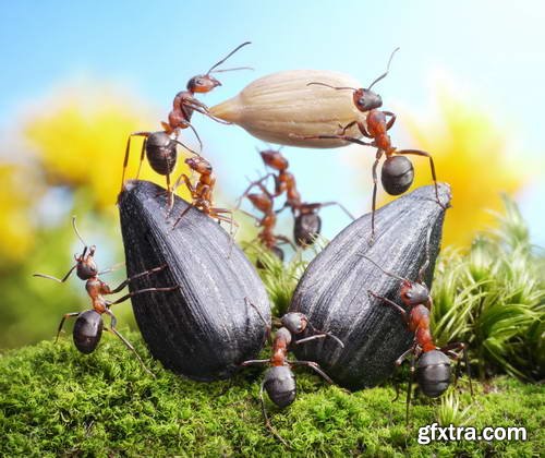 Ant Tales #1 - Conceptual Photo Art 25xJPG