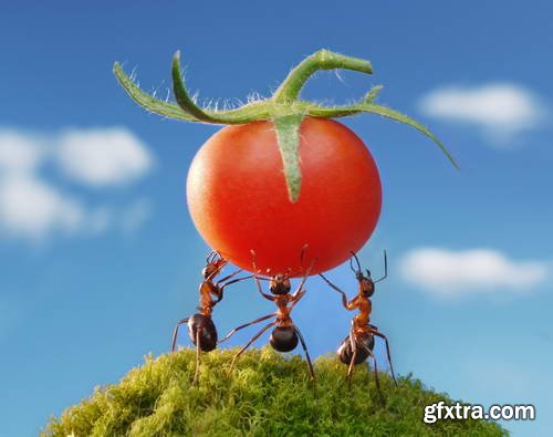 Ant Tales #1 - Conceptual Photo Art 25xJPG