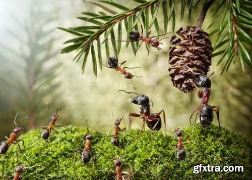 Ant Tales #1 - Conceptual Photo Art 25xJPG