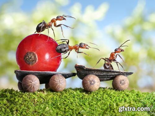 Ant Tales #1 - Conceptual Photo Art 25xJPG