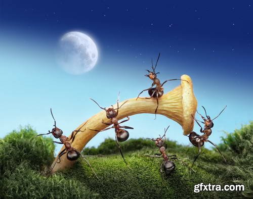 Ant Tales #1 - Conceptual Photo Art 25xJPG
