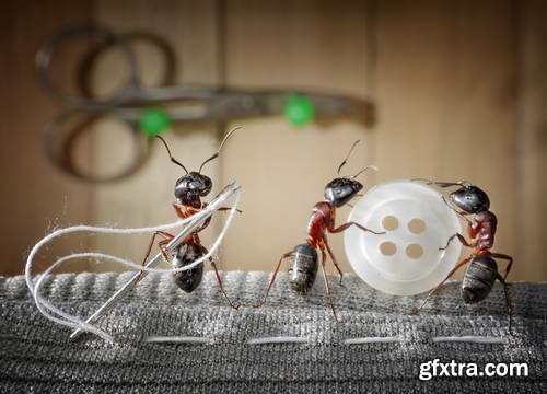Ant Tales #1 - Conceptual Photo Art 25xJPG