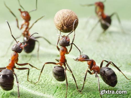 Ant Tales #1 - Conceptual Photo Art 25xJPG