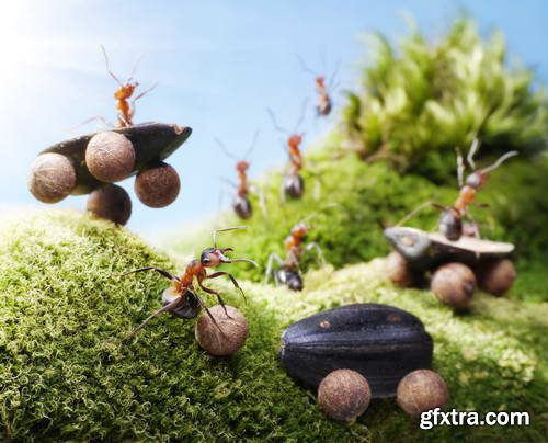Ant Tales #1 - Conceptual Photo Art 25xJPG