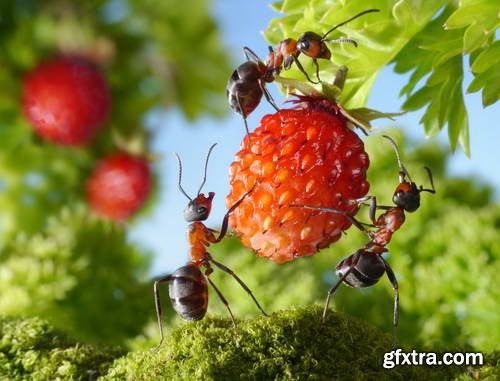Ant Tales #1 - Conceptual Photo Art 25xJPG