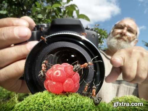 Ant Tales #1 - Conceptual Photo Art 25xJPG