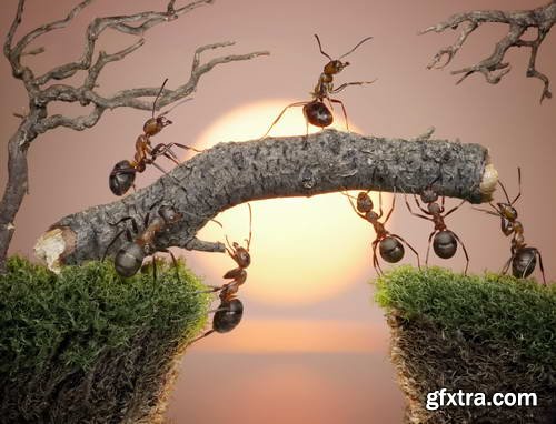 Ant Tales #1 - Conceptual Photo Art 25xJPG